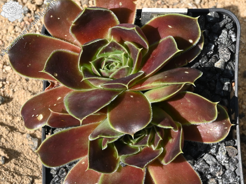Iris / Jovi