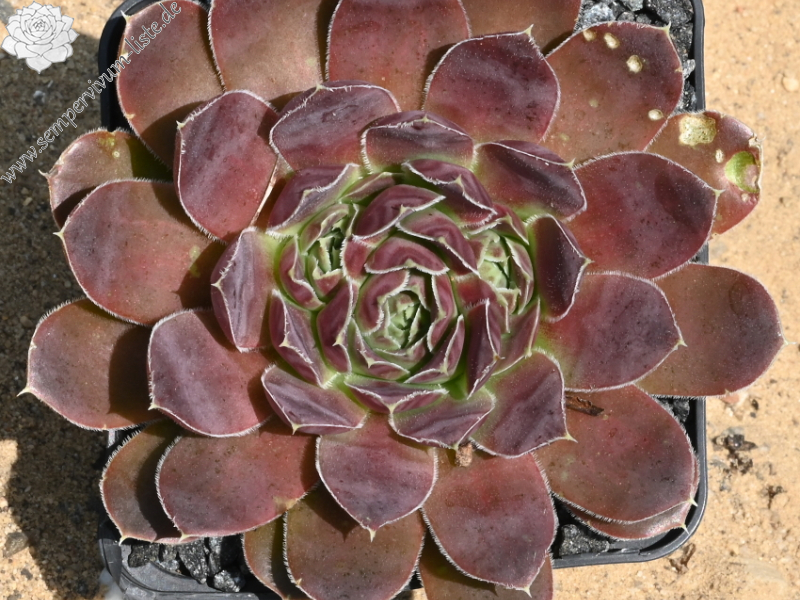 Pfälzer Dunkelfelder / Jovi