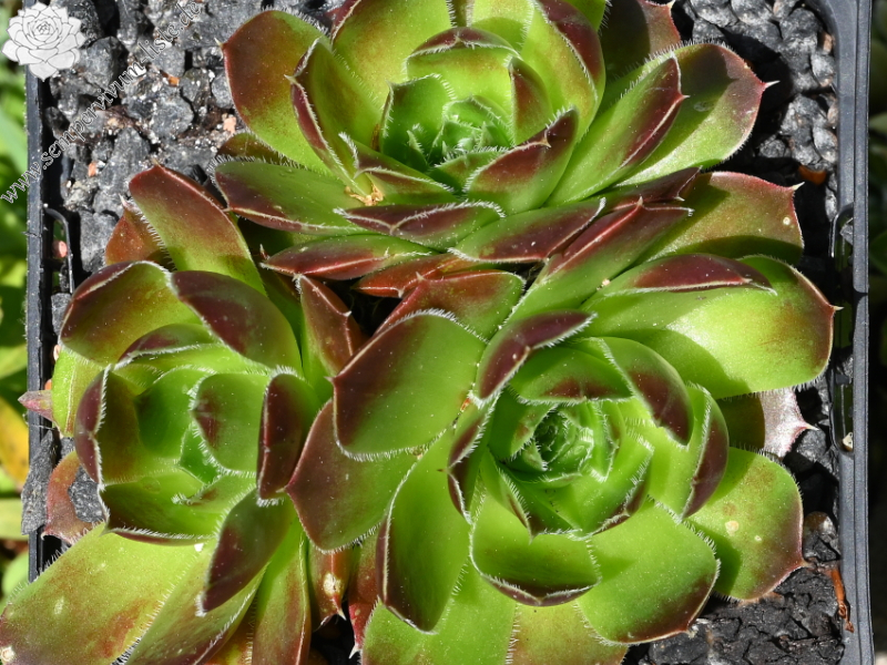 Winter Bronze / Jovi