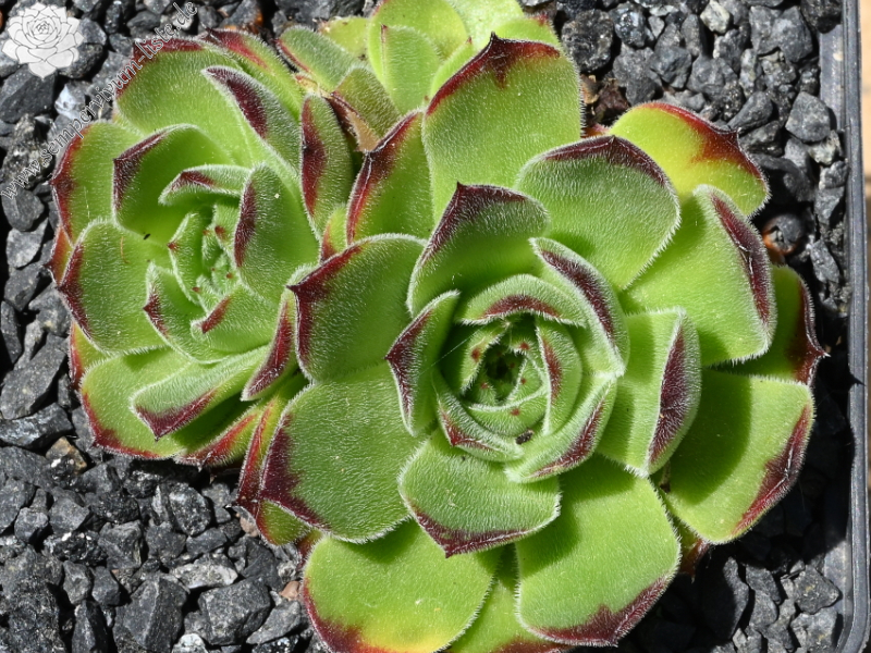 heuffelii from Rilagebirge