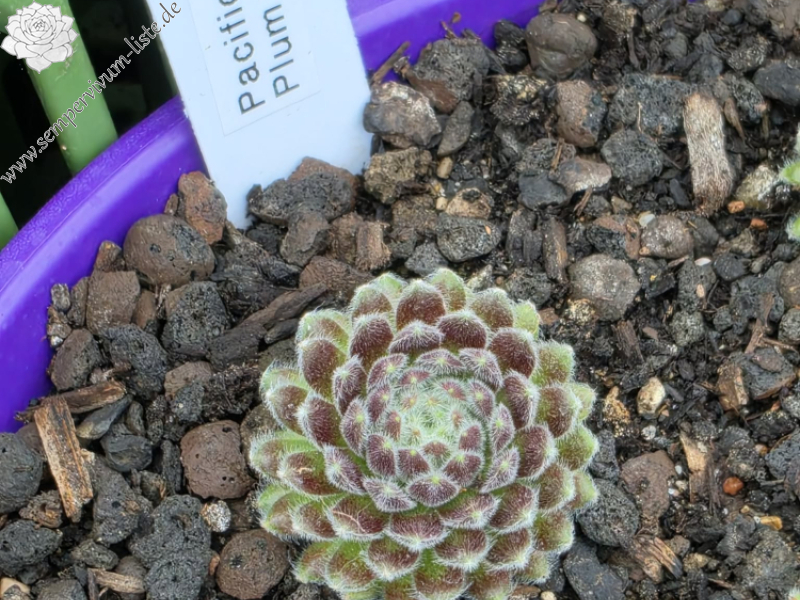 Pacific Plum Fuzzy