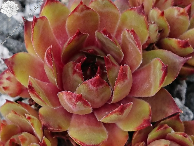 Roter Goldschatz