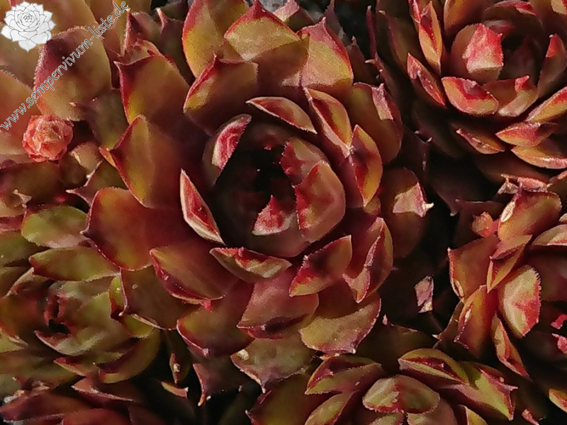 Roter Goldschatz
