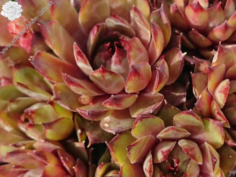 Roter Goldschatz