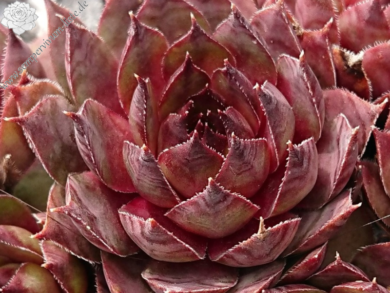 Roter Goldschatz