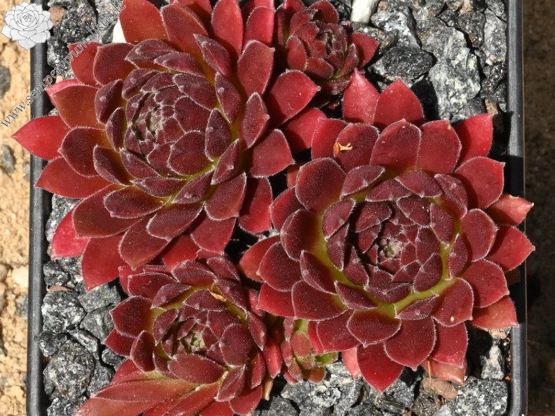 Coral Red®