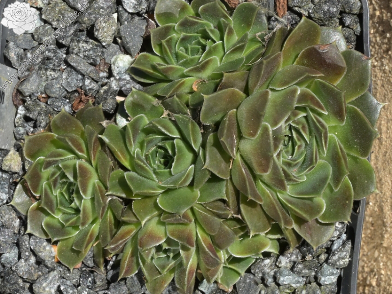 Carl von Linné / Jovi