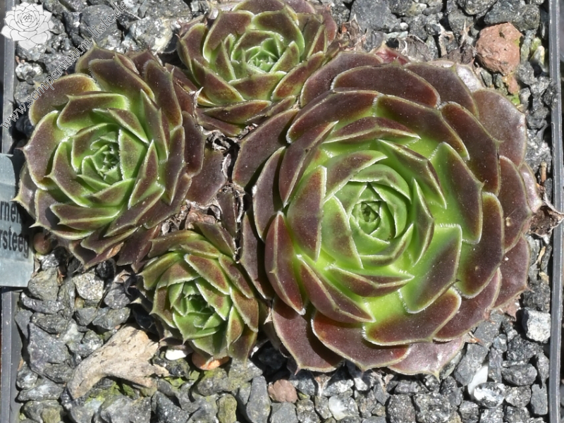 Cornelis Versteeg / Jovi