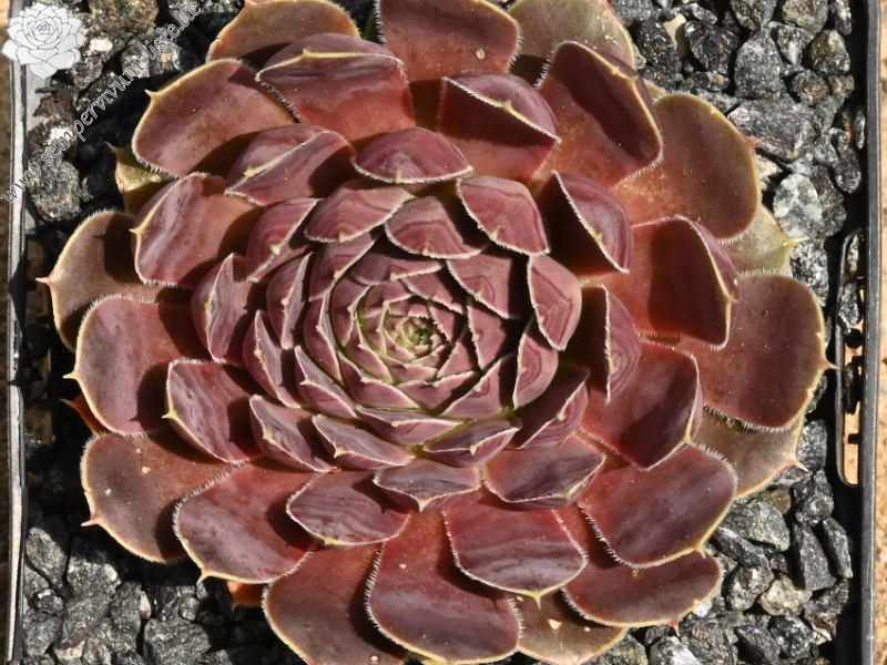 Korspel Dunkle Schone / Jovi