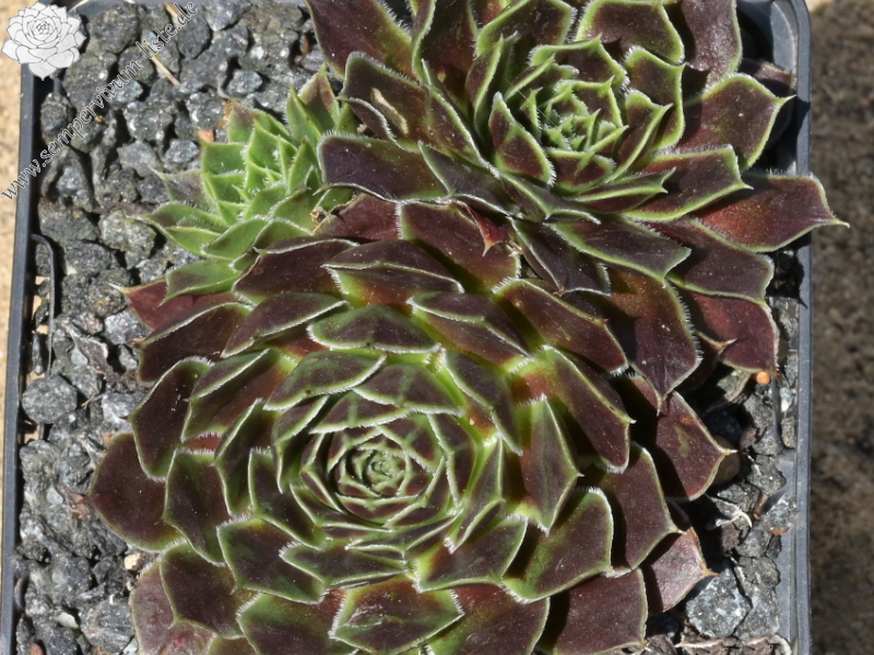 Korspelse Gheylle / Jovi