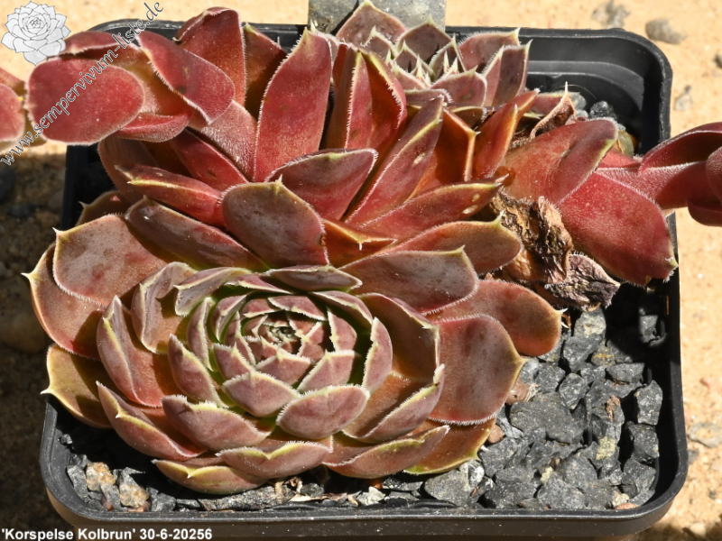 Korspelse Kolbrun / Jovi