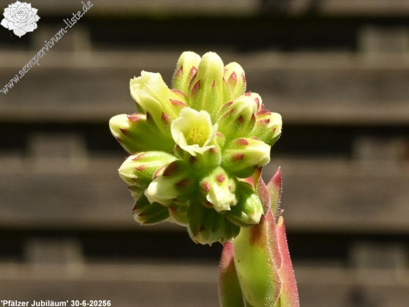 Pfälzer Jubiläum / Jovi