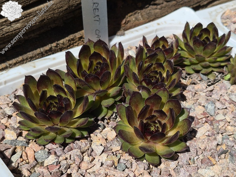 Black Forest Campfire