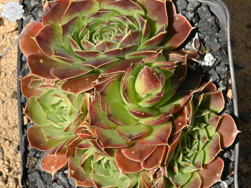 "heuffelii (glabrum) from Galičica, Typ A, PH1798