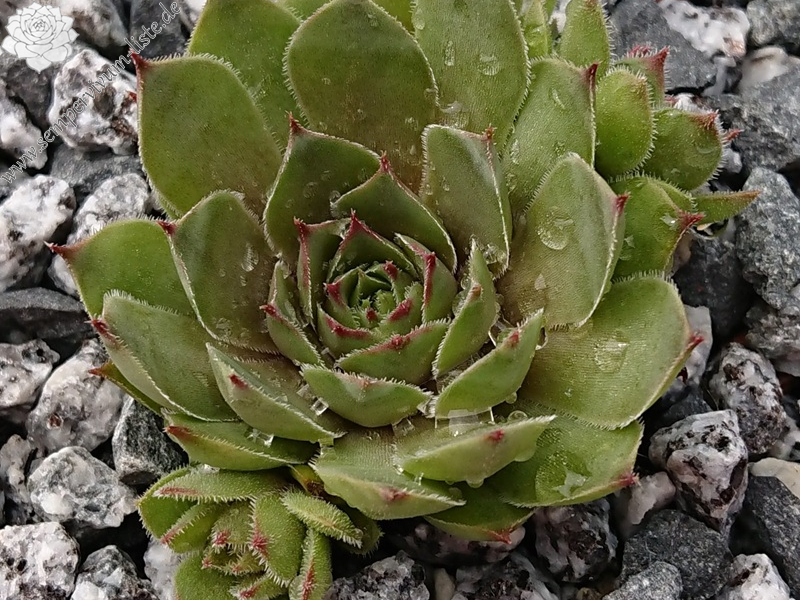 Old Lady