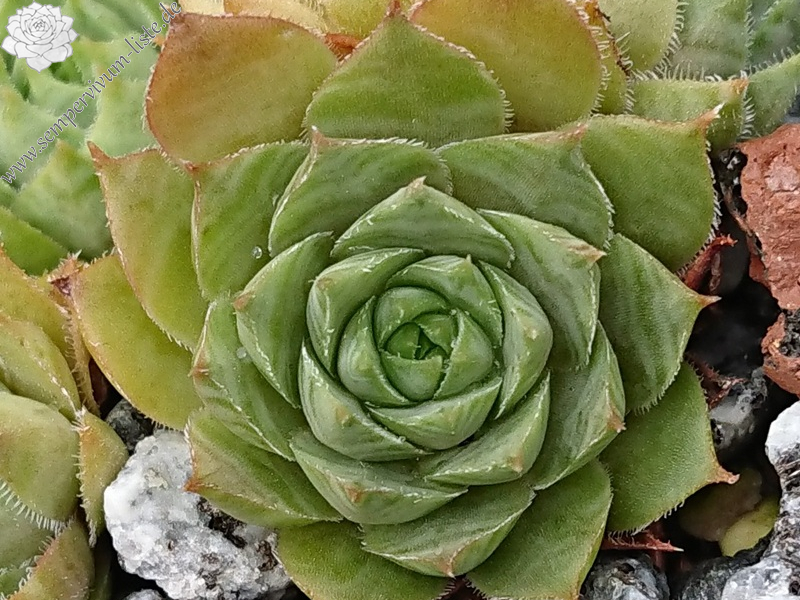 Old Lady