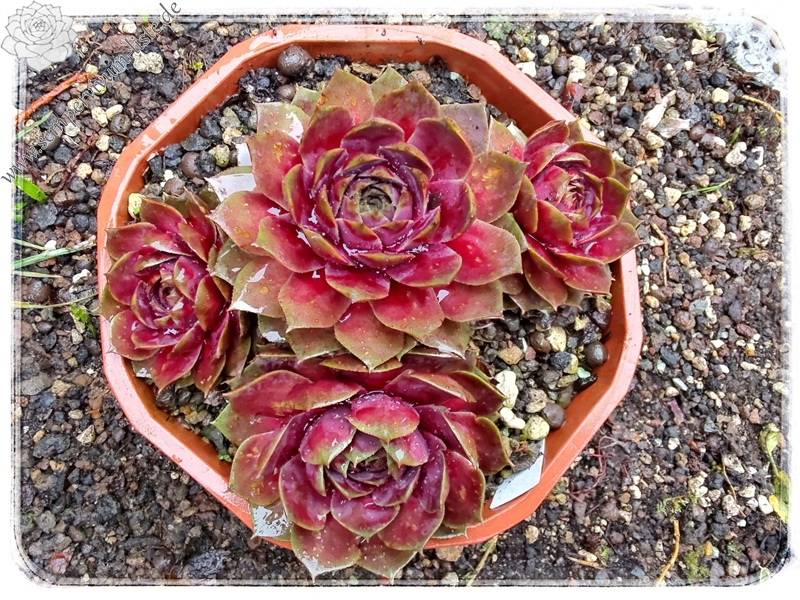 Rosenzobels Big Mama