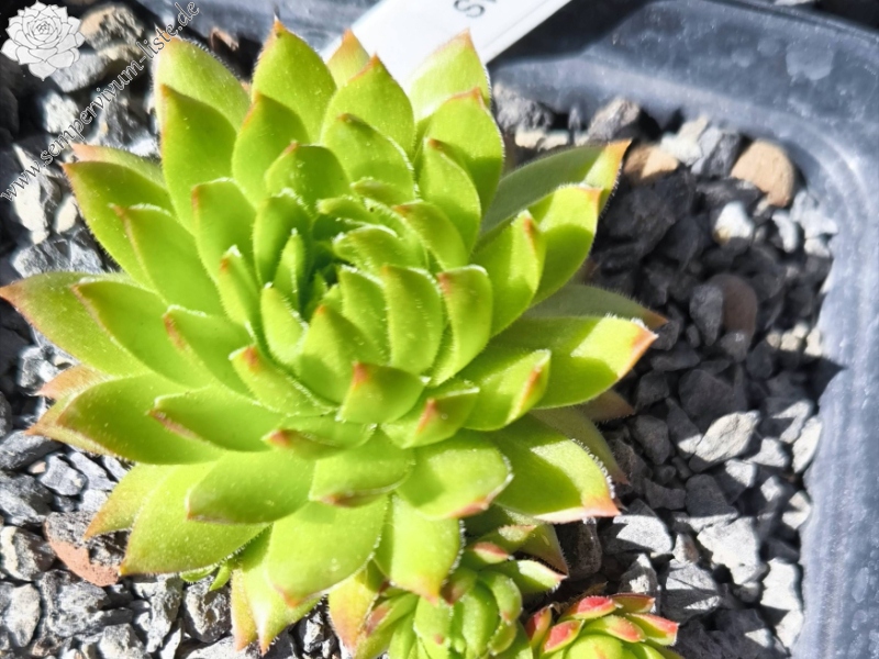 Sweet Lime Girl / Jovi