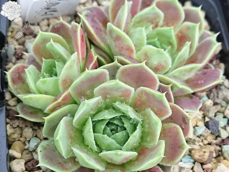 Flower of the Day 