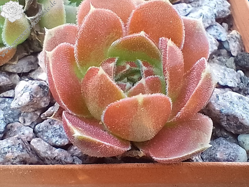 My bubble Belle