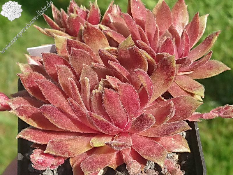 Passionata