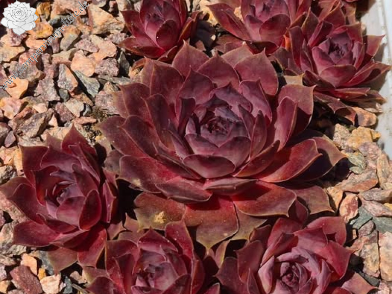 Andinn Pinky