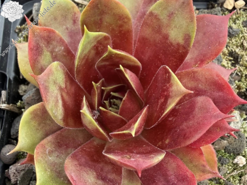 Marland Ruby