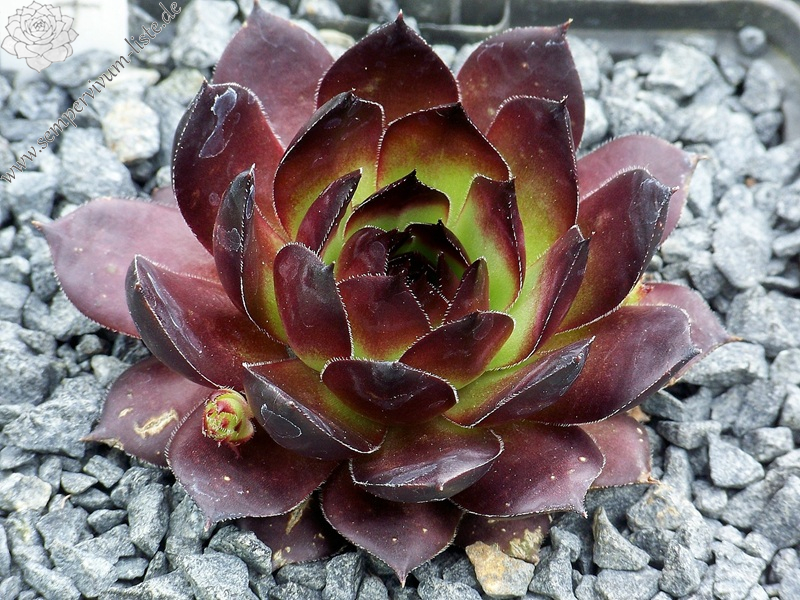 Mephisto