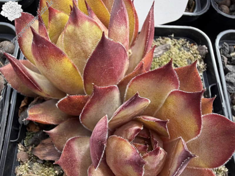 Red Tops