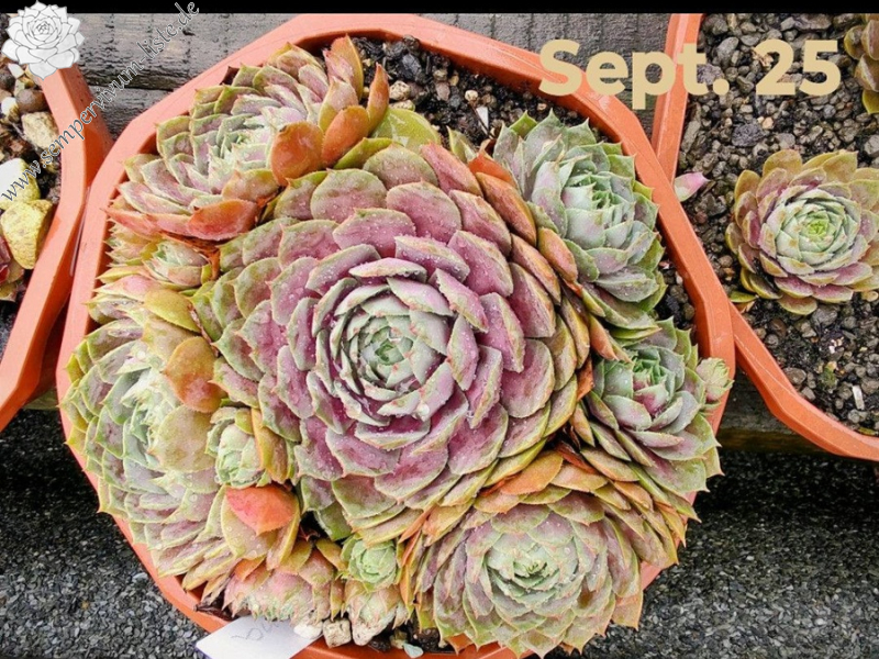 Rosenzobels Big Mama