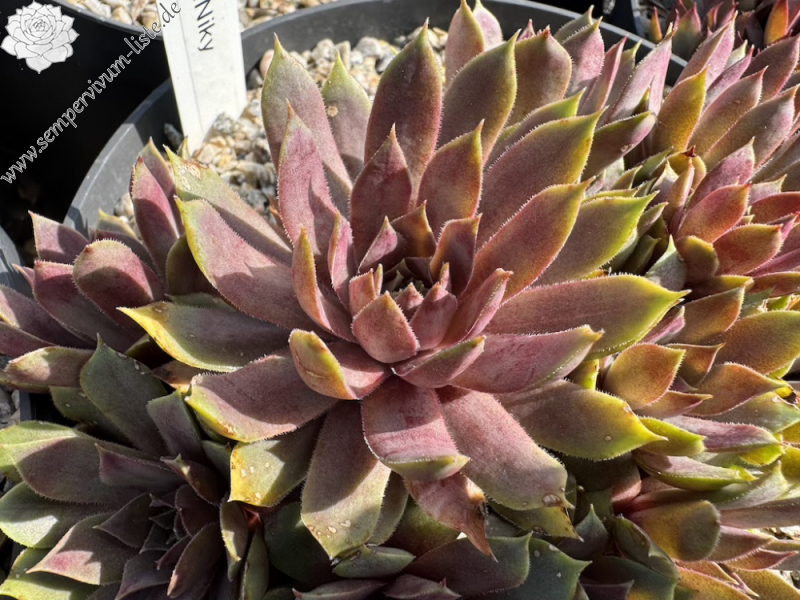 Andinn Niky (NNG)