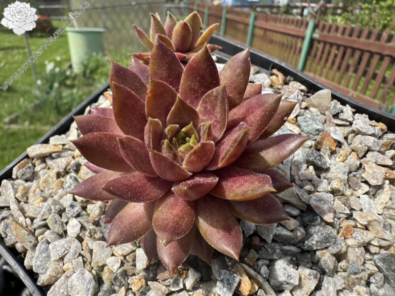  Equinox (NNG)