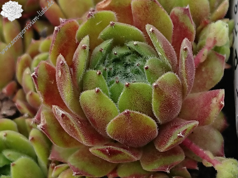 Kerstie