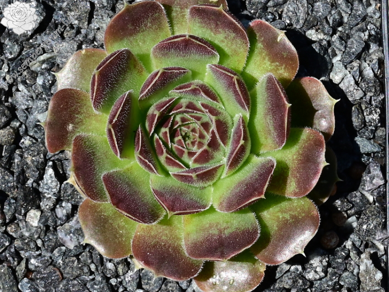 Korspelse Giola / Jovi