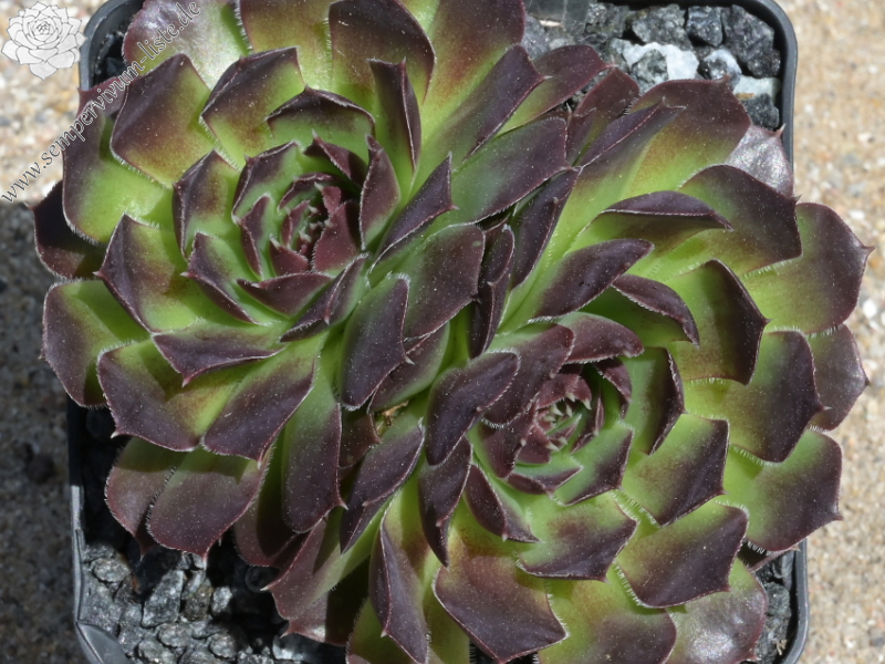 Suracon / Jovi