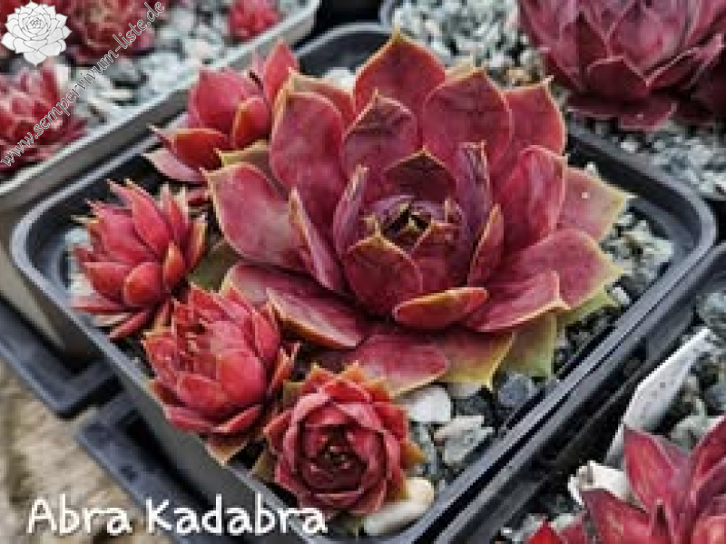 Abra-Kadabra
