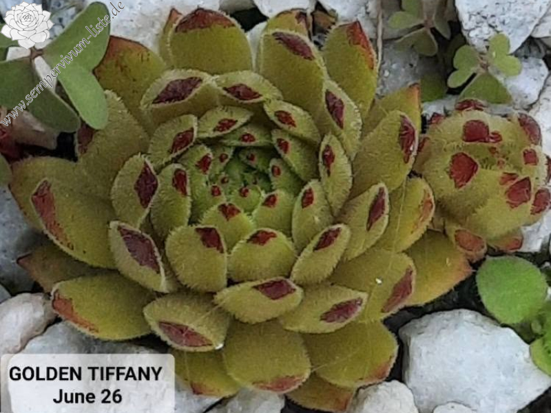 Golden Tiffany