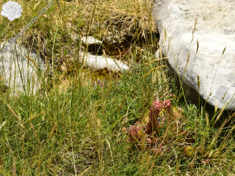 marmoreum ssp. marmoreum from Raidovoli