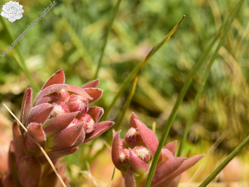 marmoreum ssp. marmoreum from Raidovoli