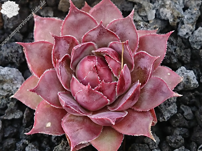Plum Pie