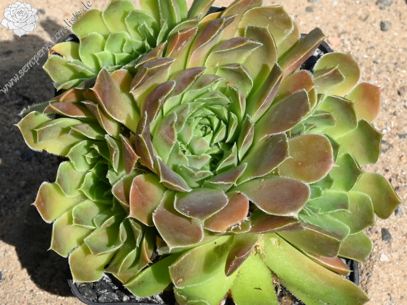Freiheit / Jovi
