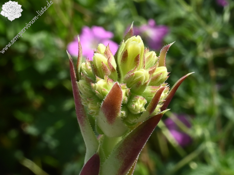 Green Roosje / Jovi