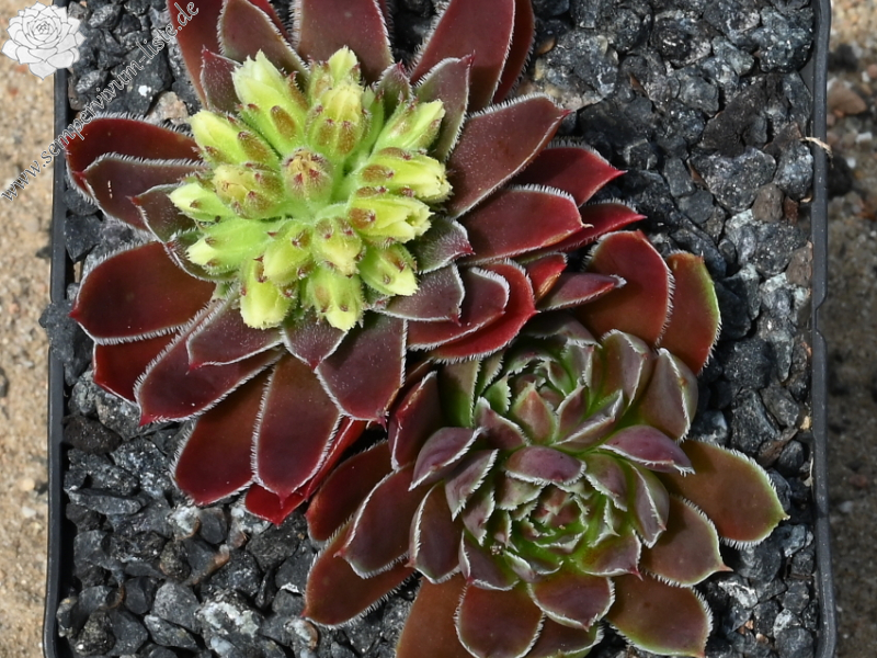 Mausolus / Jovi