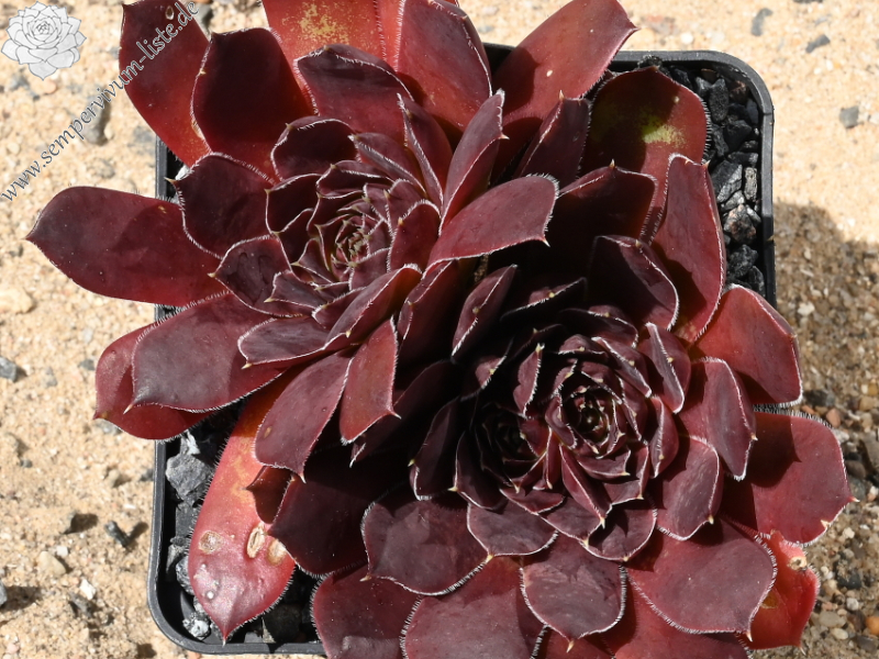 Red Senne / Jovi
