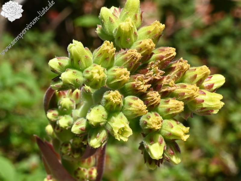 Vienna / Jovi