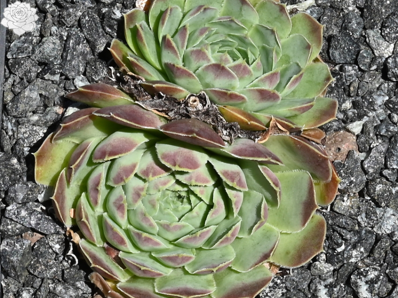 Xenius / Jovi