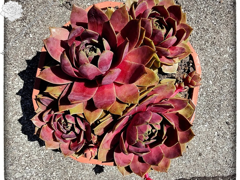Rosenzobels Big Mama