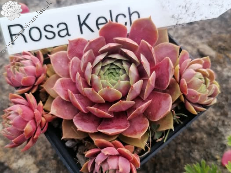Rosa Kelch - NICHT gelistet