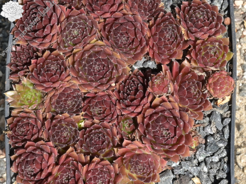 Coral Red®