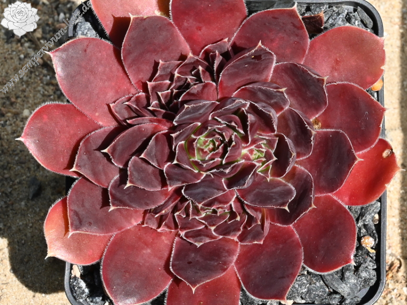 Azteken / Jovi